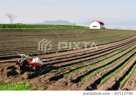 在初夏的時候，我拍攝了剛移植到北海道函館市紀京町陸地耕作區的長洋蔥田的風景。 65513790