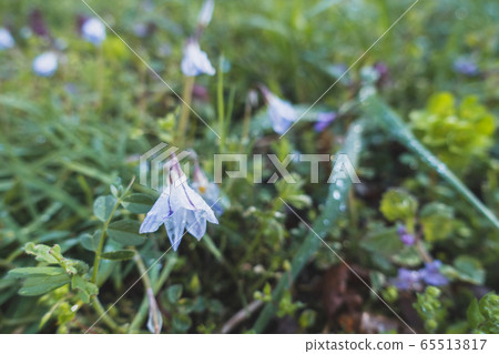 Hanana, flowers that close to rain dew, Nagano Prefecture 65513817