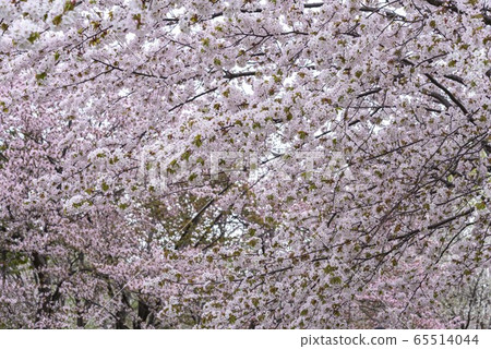Hokkaido cherry blossoms in full bloom Hokkaido cherry blossoms in full bloom 65514044