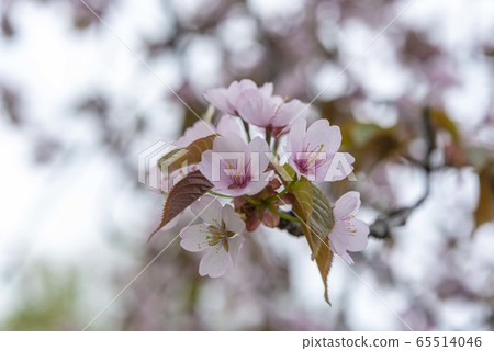 Hokkaido cherry blossoms in full bloom Hokkaido cherry blossoms in full bloom 65514046