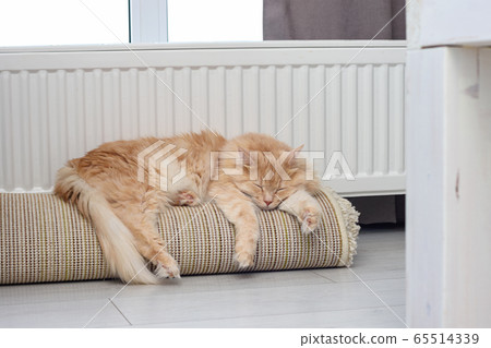 Red cat sleeps on rolled-up roll mat near radiator Red cat sleeps on rolled-up roll mat near radiator 65514339