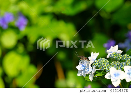 Wild Hydrangea and Pterocaridae 65514878