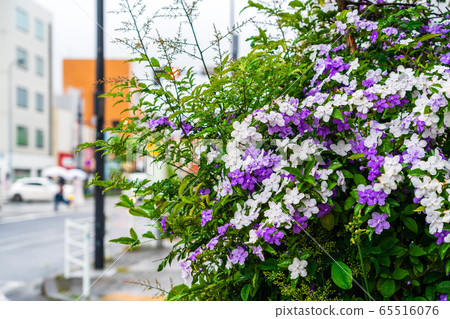 Rainy sidewalk snaps: Flowering trees in May Rainy sidewalk snaps: Flowering trees in May 65516076
