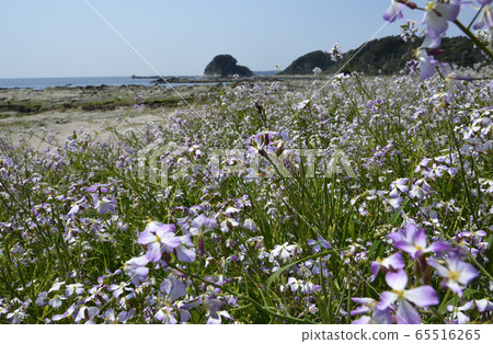 春天的海邊 65516265