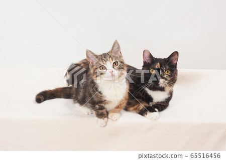 Two cats close to each other Two cats close to each other 65516456