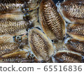 Crest squid 1 65516836