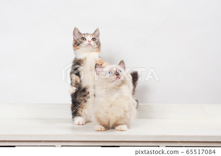 Two kittens Two kittens 65517084