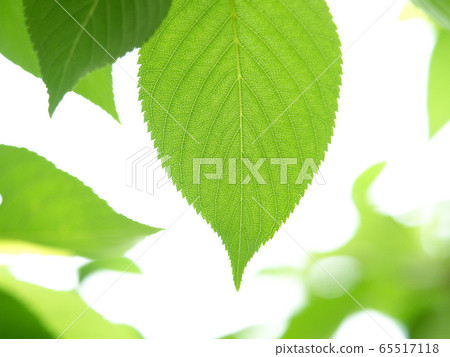 Fresh green cherry leaves 65517118