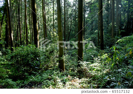 Hinoki stand 65517132