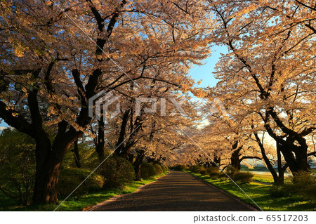 櫻花樹在日落時的行 65517203