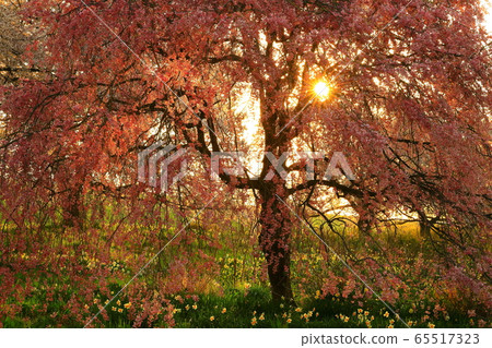 Cherry blossom trees at dawn Cherry blossom trees at dawn 65517323