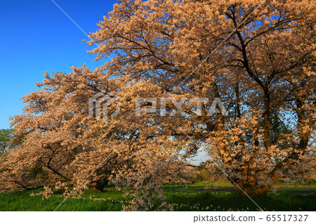 Cherry blossom trees at dawn 65517327