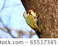 Aogera 65517385