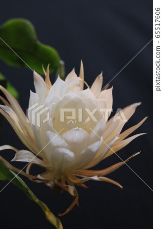 曇花 65517606