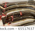 conger 65517637
