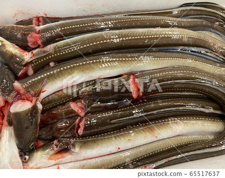 conger conger 65517637