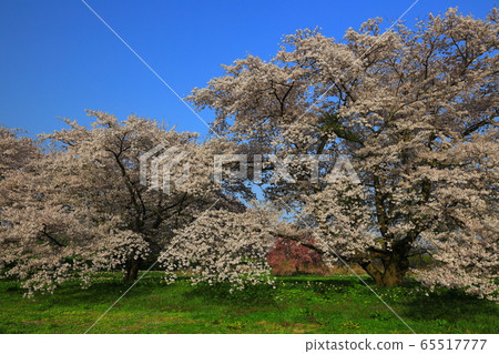 Sunset and cherry blossoms in Oshu City, Iwate Prefecture 65517777