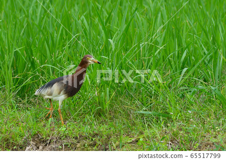 Red-faced Heron 1 Red-headed Heron Chinese pond heron Natsuha Red-faced Heron 1 Red-headed Heron Chinese pond heron Natsuha 65517799