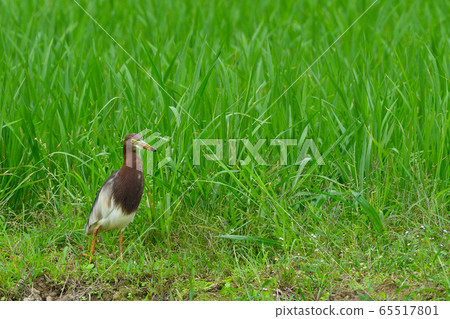 Red-faced Heron 1 Red-headed Heron Chinese pond heron Natsuha 65517801