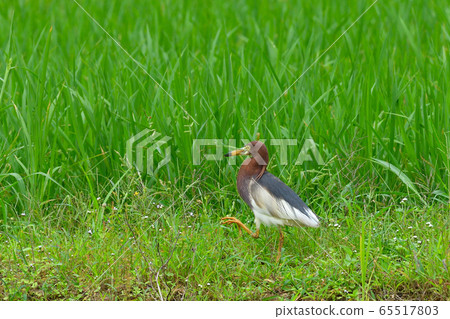 Red-faced Heron 1 Red-headed Heron Chinese pond heron Natsuha 65517803