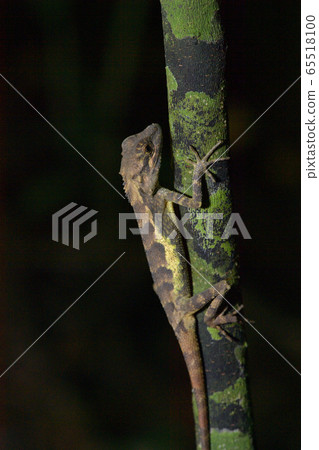 Ryukyu japalure Okinawa tree lizard Ryukyu japalure Okinawa tree lizard 65518100