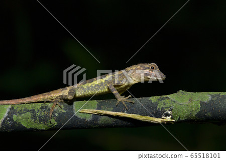 Ryukyu japalure Okinawa tree lizard Ryukyu japalure Okinawa tree lizard 65518101