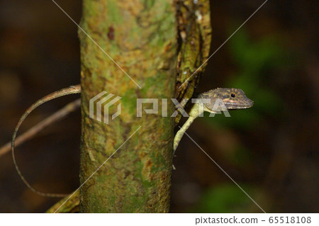 Ryukyu japalure Okinawa tree lizard Ryukyu japalure Okinawa tree lizard 65518108