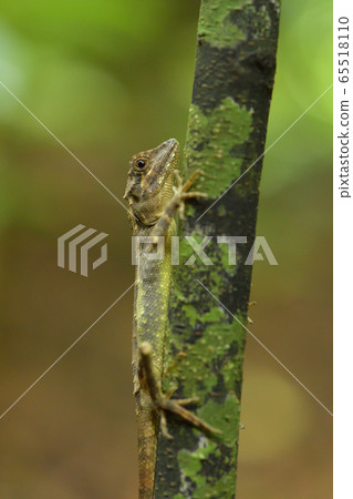 Ryukyu japalure Okinawa tree lizard 65518110