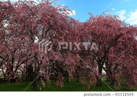 櫻花樹在日落時的行 櫻花樹在日落時的行 65518505