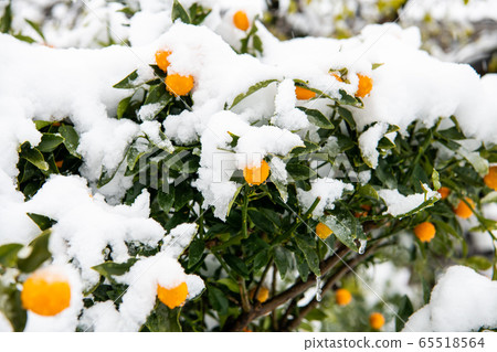一朵雪花 65518564
