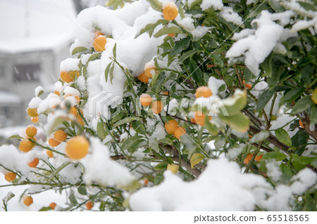 一朵雪花 65518565