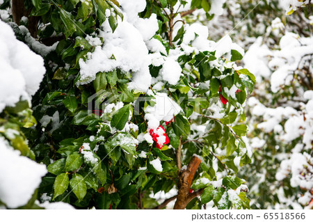 一朵雪花 65518566