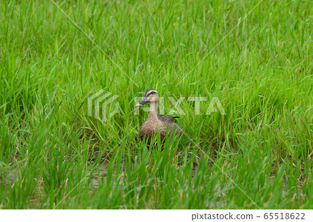 Aigamo Aika鴨，一隻可食用的家養鴨，Aika鴨養殖，無農藥 65518622