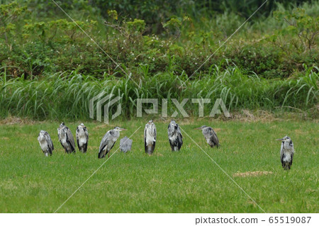 Gray heron, young flock, young flock, group heron, shrimp, cold, cold-looking gray 65519087