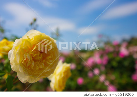 Rose flower early summer flower Rose flower early summer flower 65519200