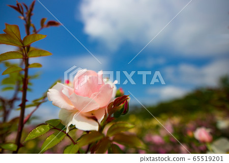 Rose flower early summer flower Rose flower early summer flower 65519201
