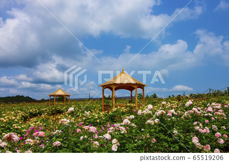 玫瑰花初夏花 65519206