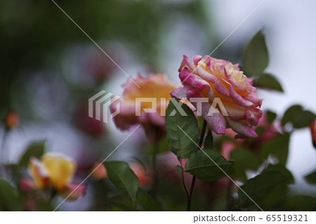 Rose of pink 65519321