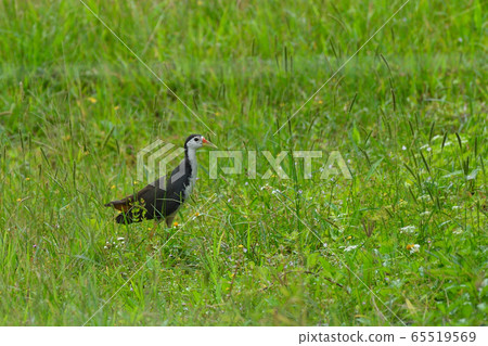 White-breasted Waterhen One White-Breasted Waterhen 65519569