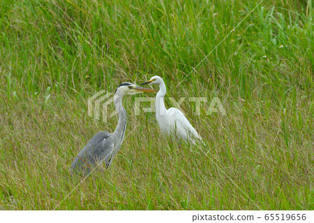 Two shots of a heron and a rabbit, two winter feathers, two gray 65519656