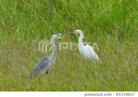 Two shots of a heron and a rabbit, two winter feathers, two gray Two shots of a heron and a rabbit, two winter feathers, two gray 65519657