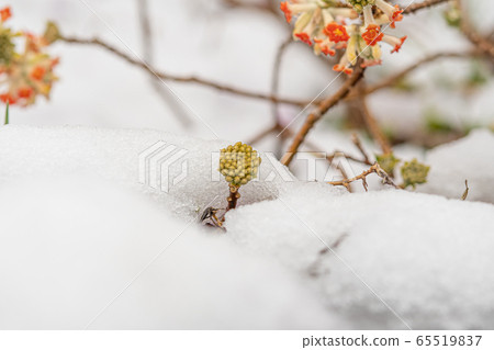 冰雪消融,春天到來,花兒含苞待放 冰雪消融,春天到來,花兒含苞待放 65519837