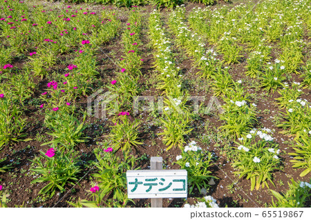大宮花之岡in公園en玉市 大宮花之岡in公園en玉市 65519867