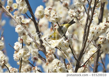 白眼和白眼 65520010