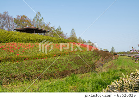 Omiya Hananooka Norin Koen Spring Fresh Green Saitama City 65520029