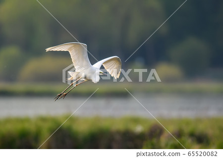 White heron, Great Egret, fly on the lake White heron, Great Egret, fly on the lake 65520082