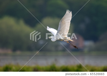 White heron, Great Egret, fly on the lake 65520083