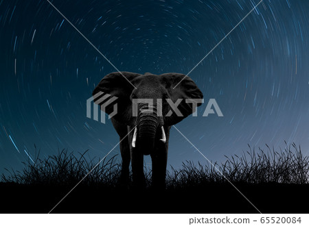 Black and white Elephant among the stars Black and white Elephant among the stars 65520084