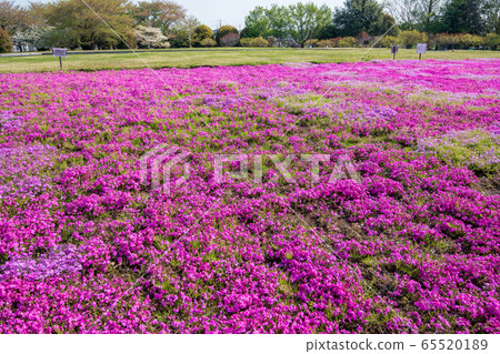 大宮花之岡諾林公園琦玉市柴ak市 大宮花之岡諾林公園琦玉市柴ak市 65520189