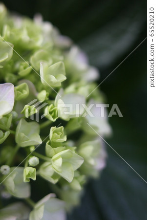 繡球花乳白色束開始綻放 繡球花乳白色束開始綻放 65520210